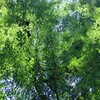 モミジに包まれて…