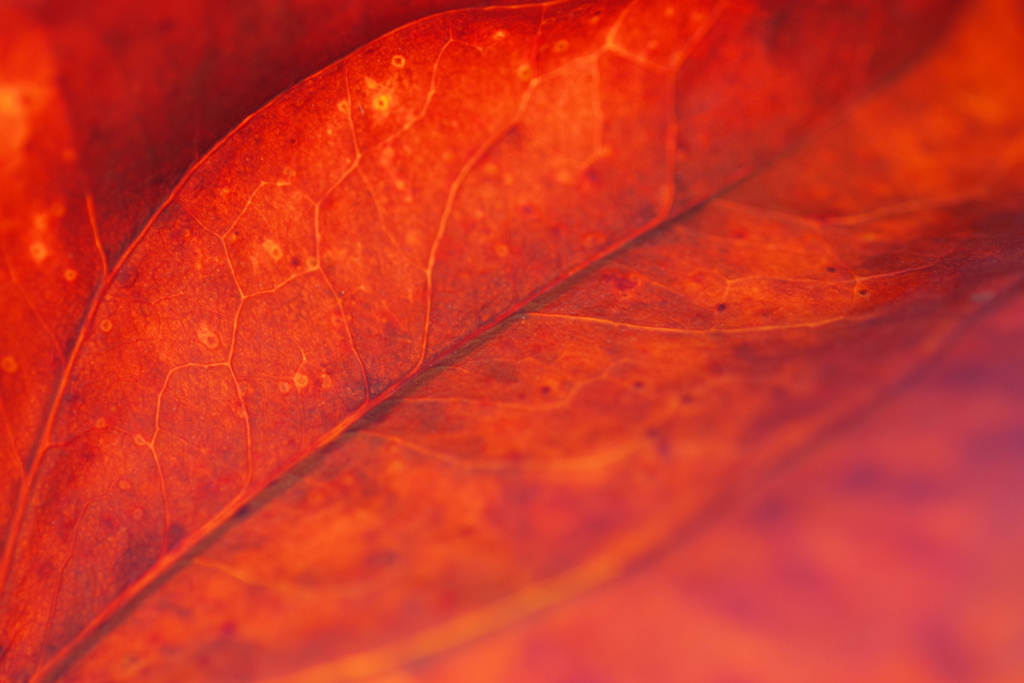 枯れても...美しい-2