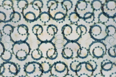 eye-21 reverse