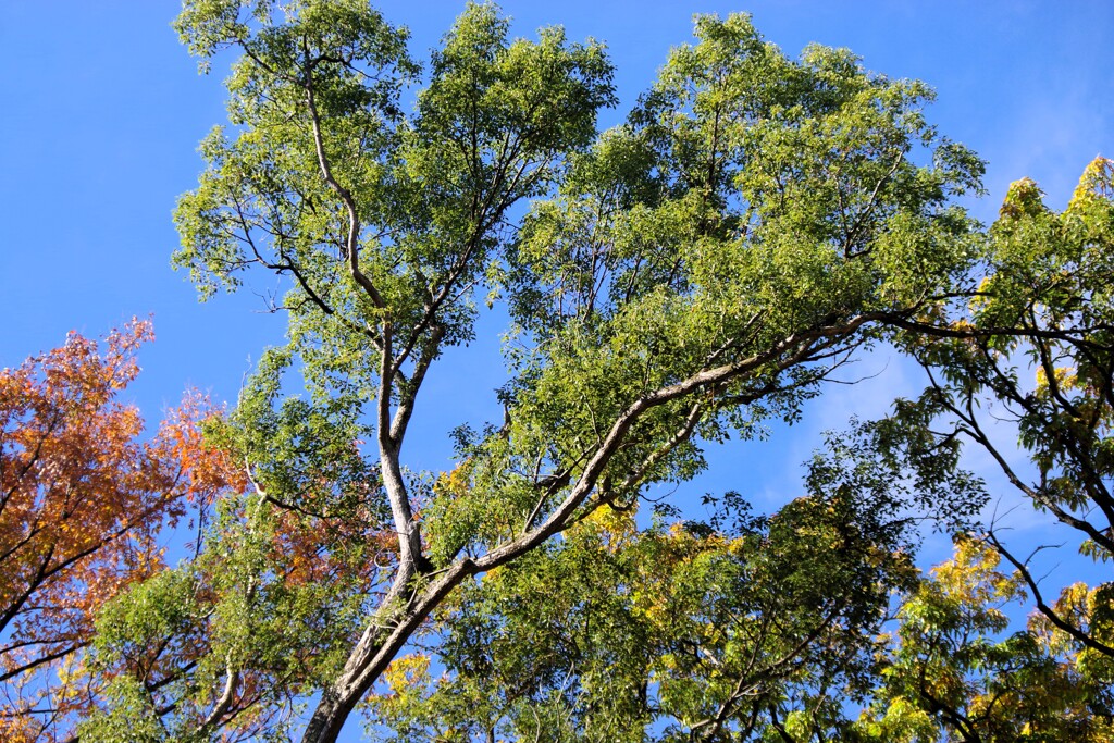 小春日和に映える...