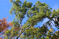 小春日和に映える...