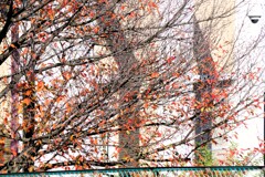 Light and shadow-924