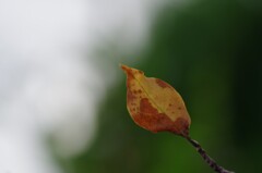 秋…一葉