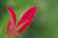 Red young leaves