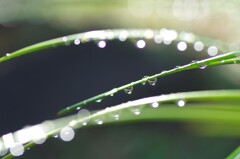 雨上がりの水滴-10