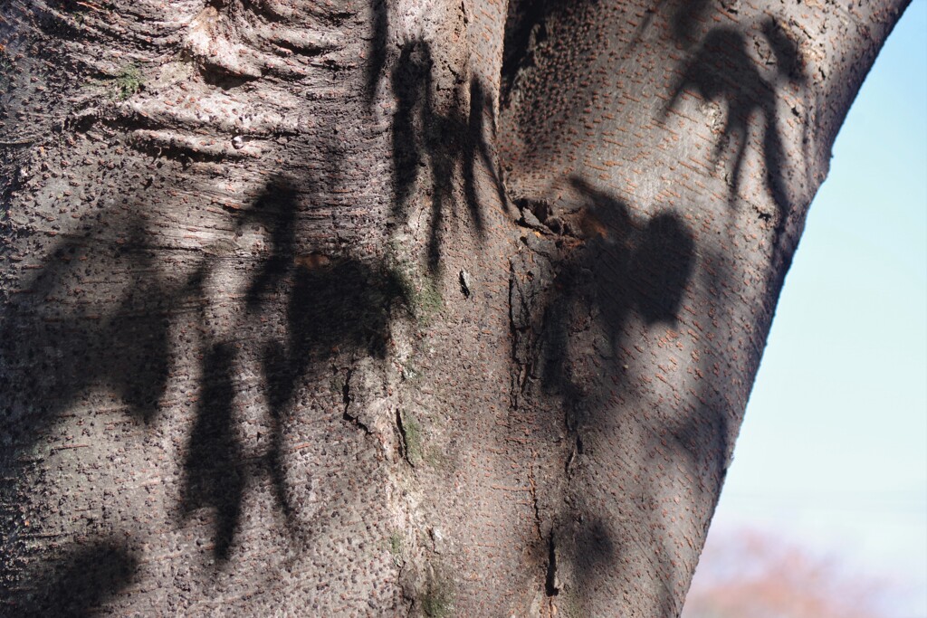 Light and shadow-566