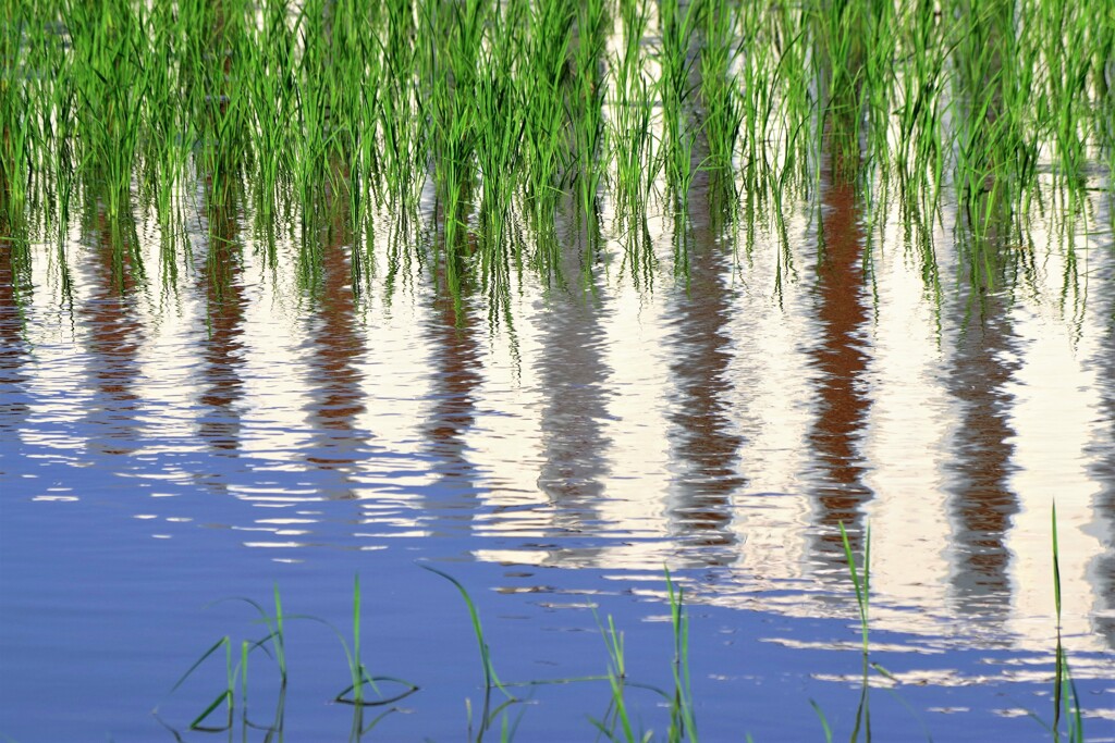 Reflection-89