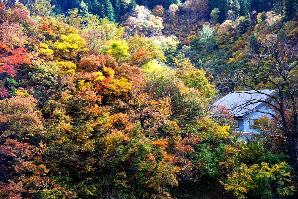2024 紅葉-7