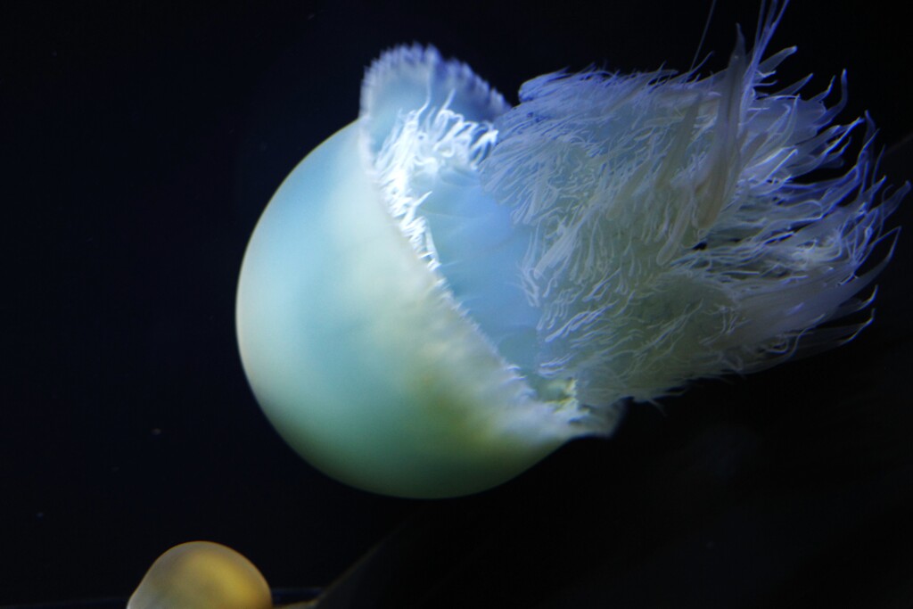 jellyfish-1