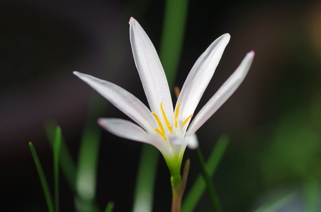 花言葉...純白の愛