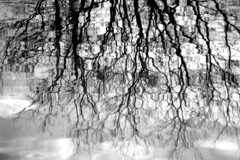 川面の Reflection monotone