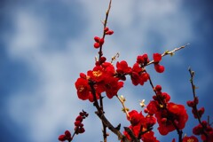 花言葉...「妖精の輝き」