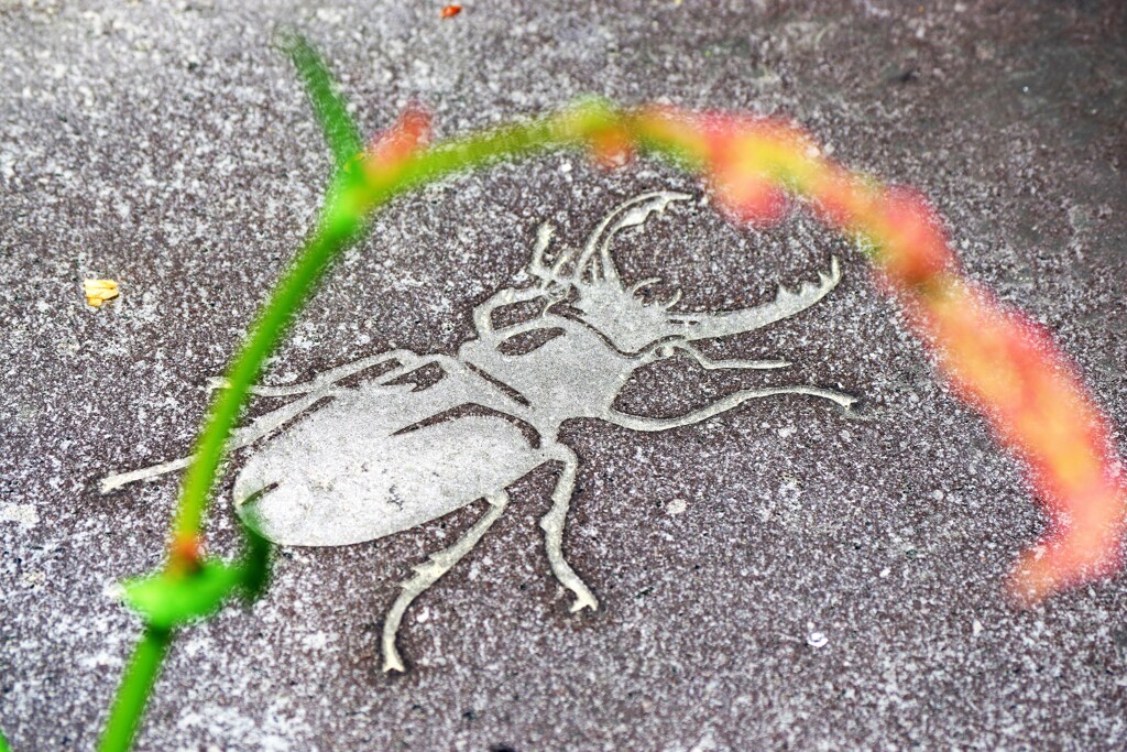 春なのにカブトムシを撮る