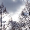 曇天でも映える...