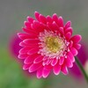 Gerbera