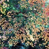 越後の紅葉-3
