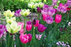 Tulip-2
