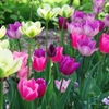 Tulip-2