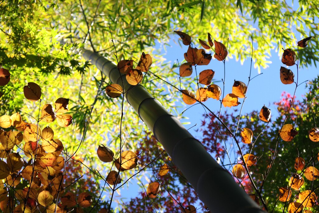 庭園の紅葉-2　2025