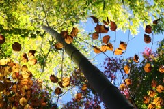 庭園の紅葉-2　2025