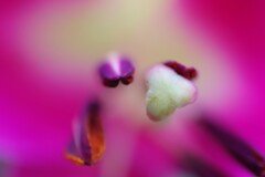 花の中-1