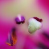 花の中-1