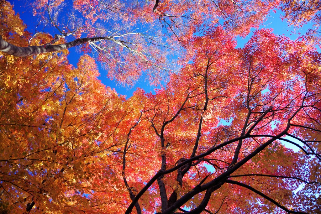 2021花田苑紅葉-2