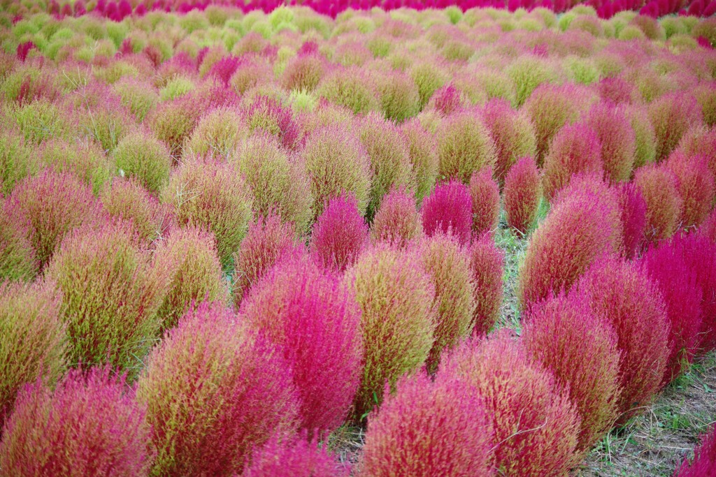 高原のKochia Scoparia