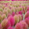 高原のKochia Scoparia