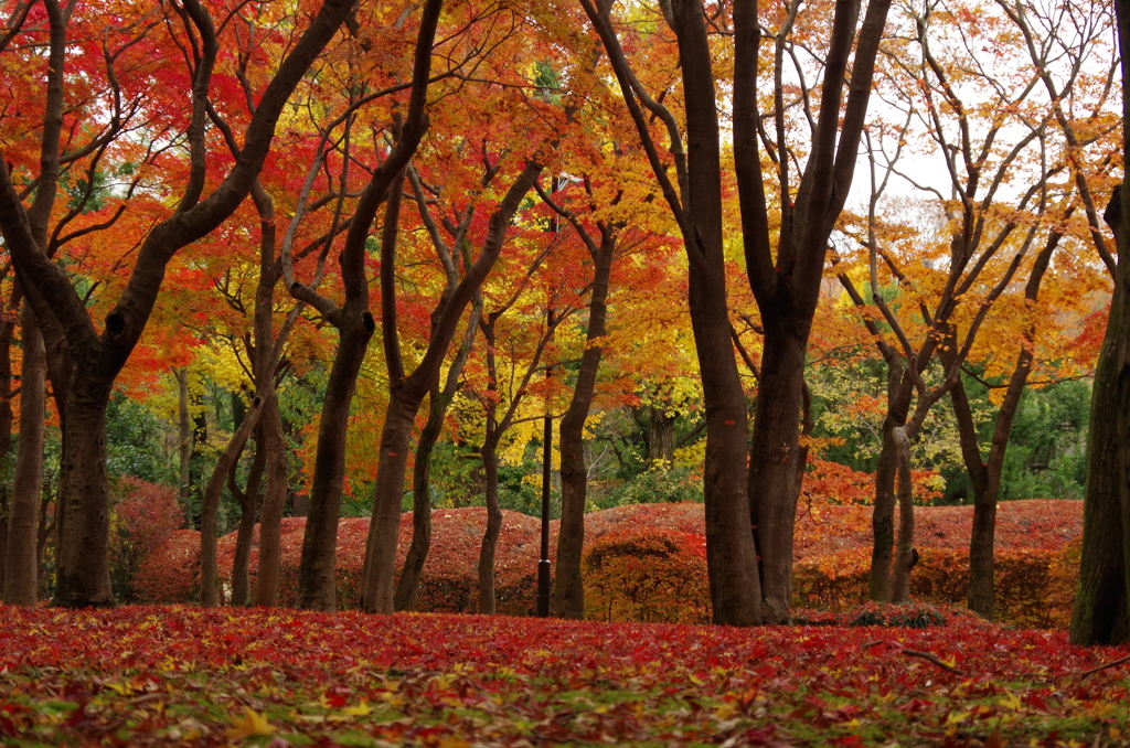 紅葉林-2014