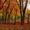 紅葉林-2014
