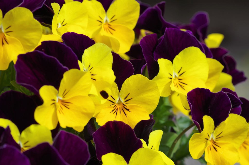Pansy flower-2