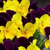 Pansy flower-2