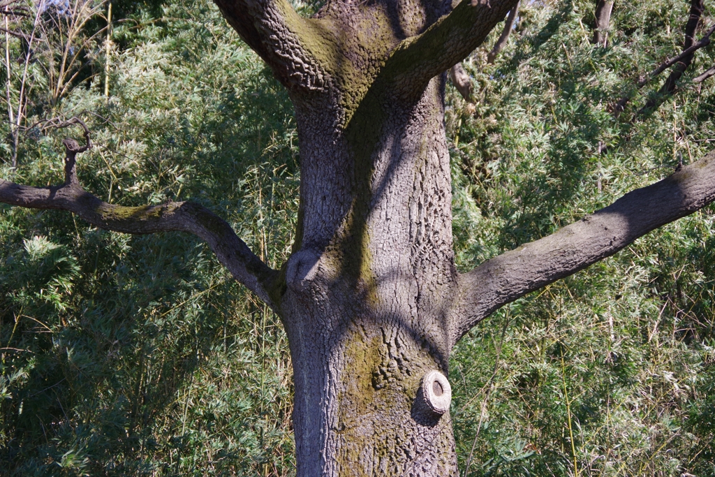 Light and shadow-618