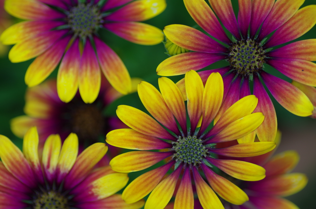 flower-3