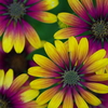 flower-3