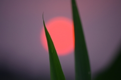 薄雲に浮かぶ朝陽