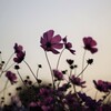 夕暮れに映える君の後ろ姿…美しい