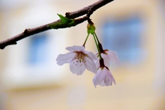 ひと枝の桜-1