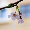 ひと枝の桜-1