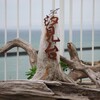 曇天の海を眺め何を想う