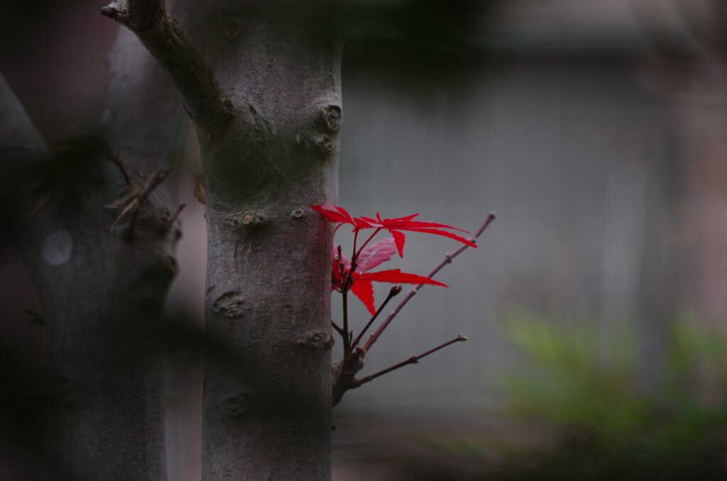 紅一点