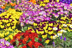 Pansy flower garden