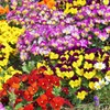 Pansy flower garden