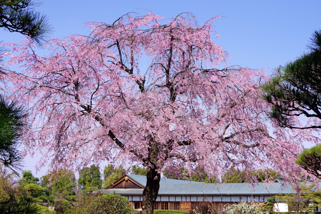 庭園の春-1