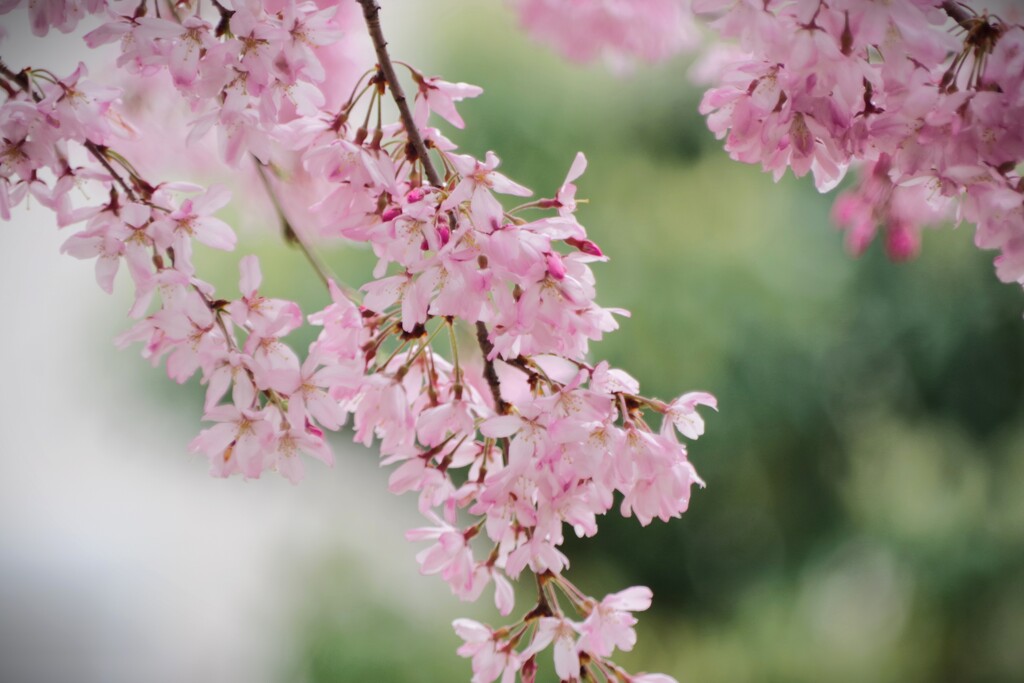 雨上がりの桜-2