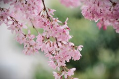 雨上がりの桜-2
