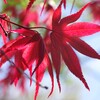 春の赤い葉を楽しむ-2
