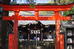 春の玉前神社-1