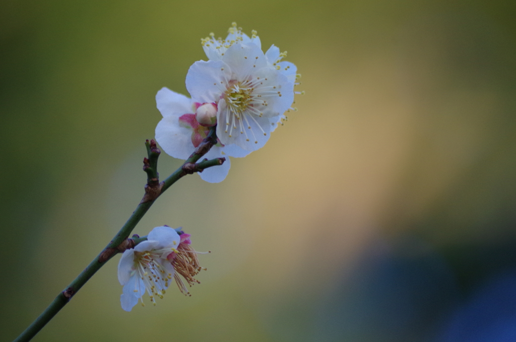 北の丸公園 寒桜-1